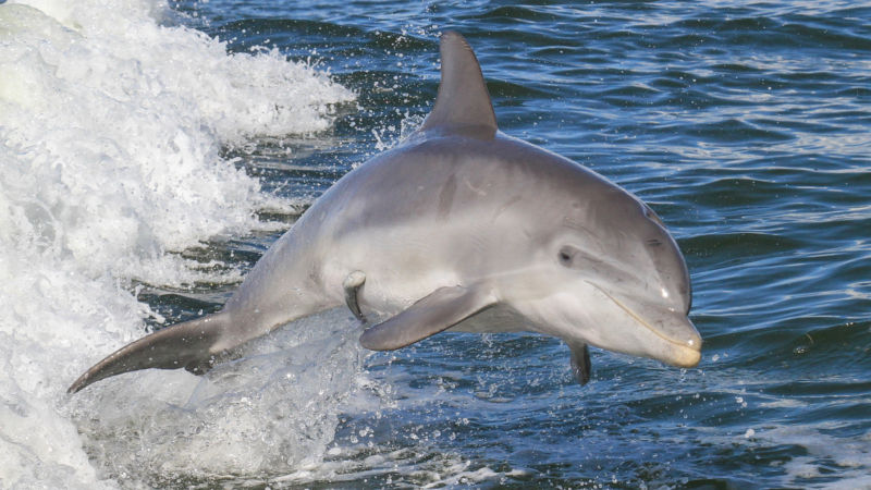 Soak up the wonderful sights of Noosa, discover playful dolphins and see varied birdlife on the relaxing Dolphin Safari cruise!